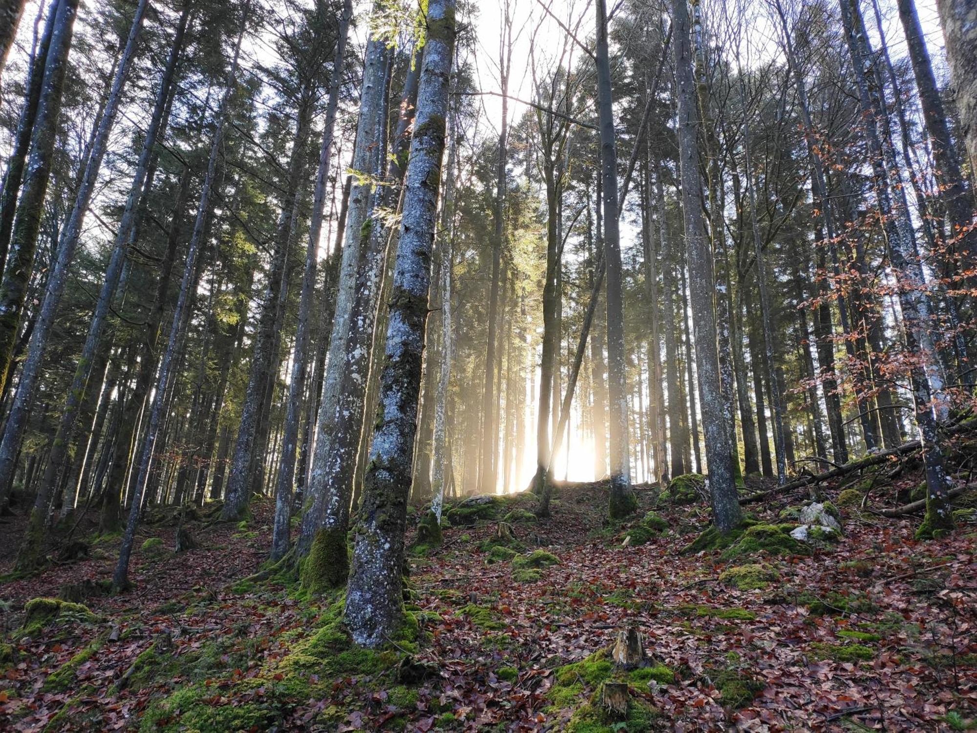Naturresort Fischergut - Lodge Wolfgangthal Sankt Wolfgang im Salzkammergut Luaran gambar